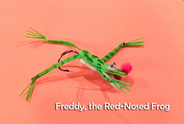 aFreddy Red Nosed frog