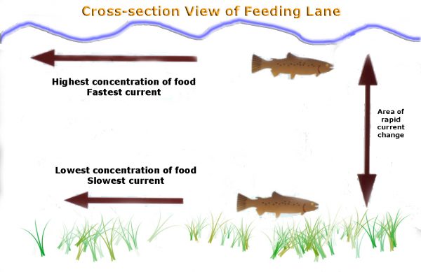 FeedingLanes2