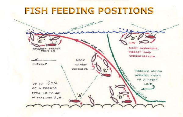 TroutFeeding